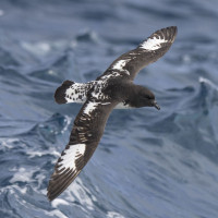 Cape Petrel